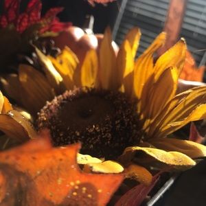 Meet your Posher, Dawn